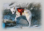 Have pack will travel