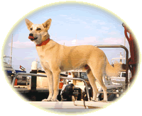 Chirri guarding our sailboat 'Techoun' Chirri guarding our sailboat 'Techoun'