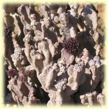Caralluma Arabica
