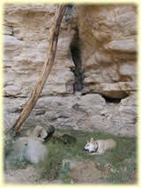 Chirri takes a shower at the waterfall