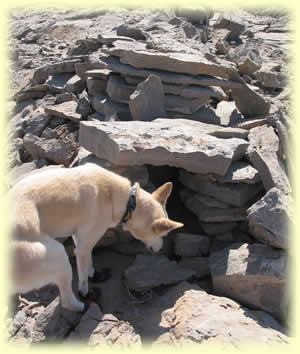Chirri examines the fox-trap!