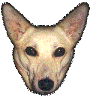 Click here and take me for a walk!