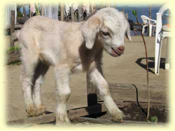Goat Kid