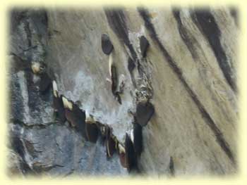 Cliff Bee-Hives