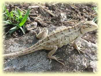 Lizard in the sun
