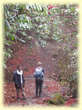 Petals on the path